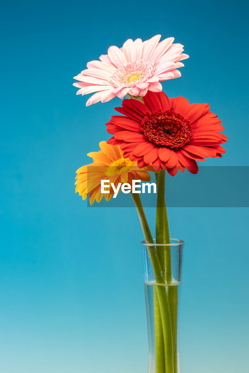 CLOSE-UP OF FLOWER AGAINST BLUE BACKGROUND