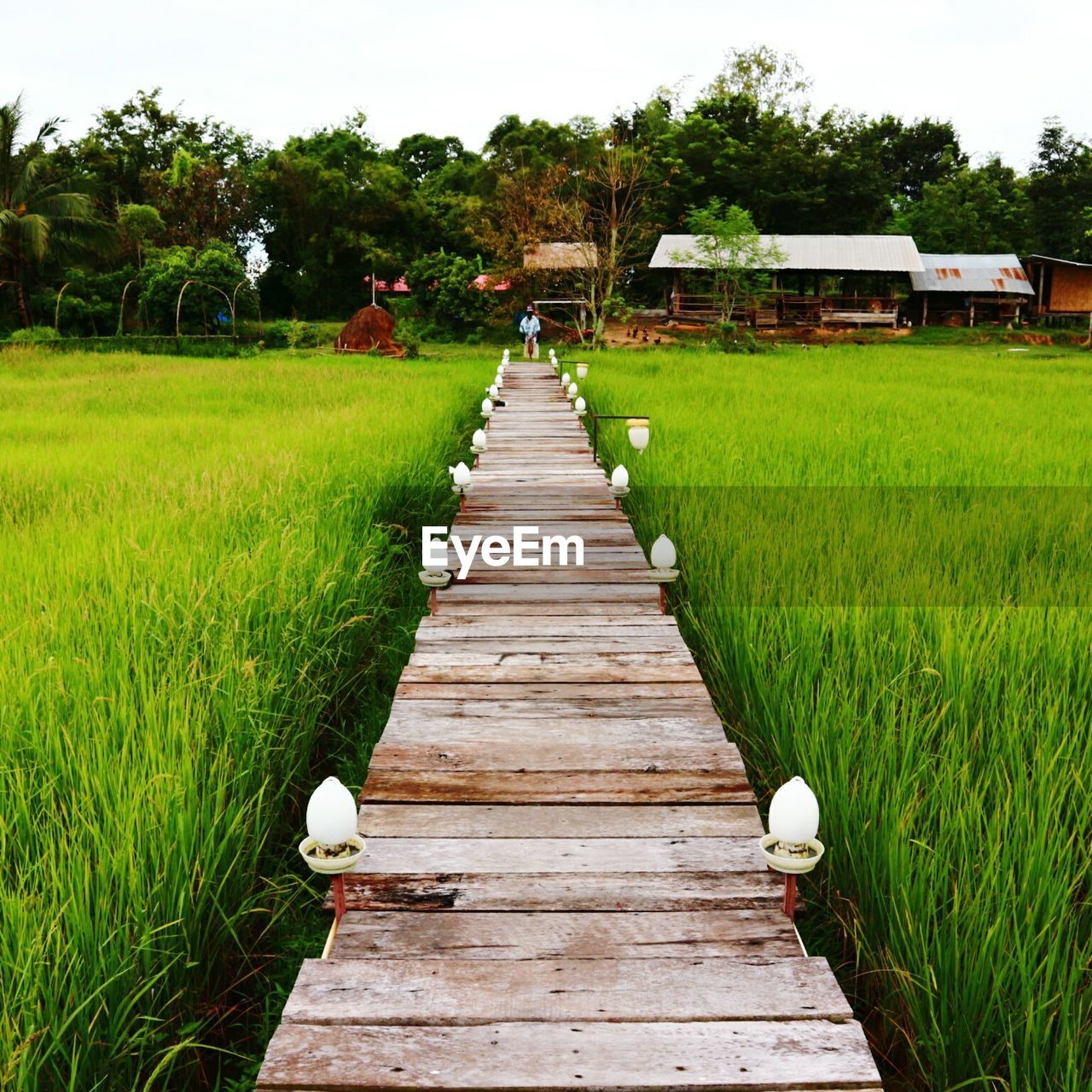 BOARDWALK AMIDST FIELD