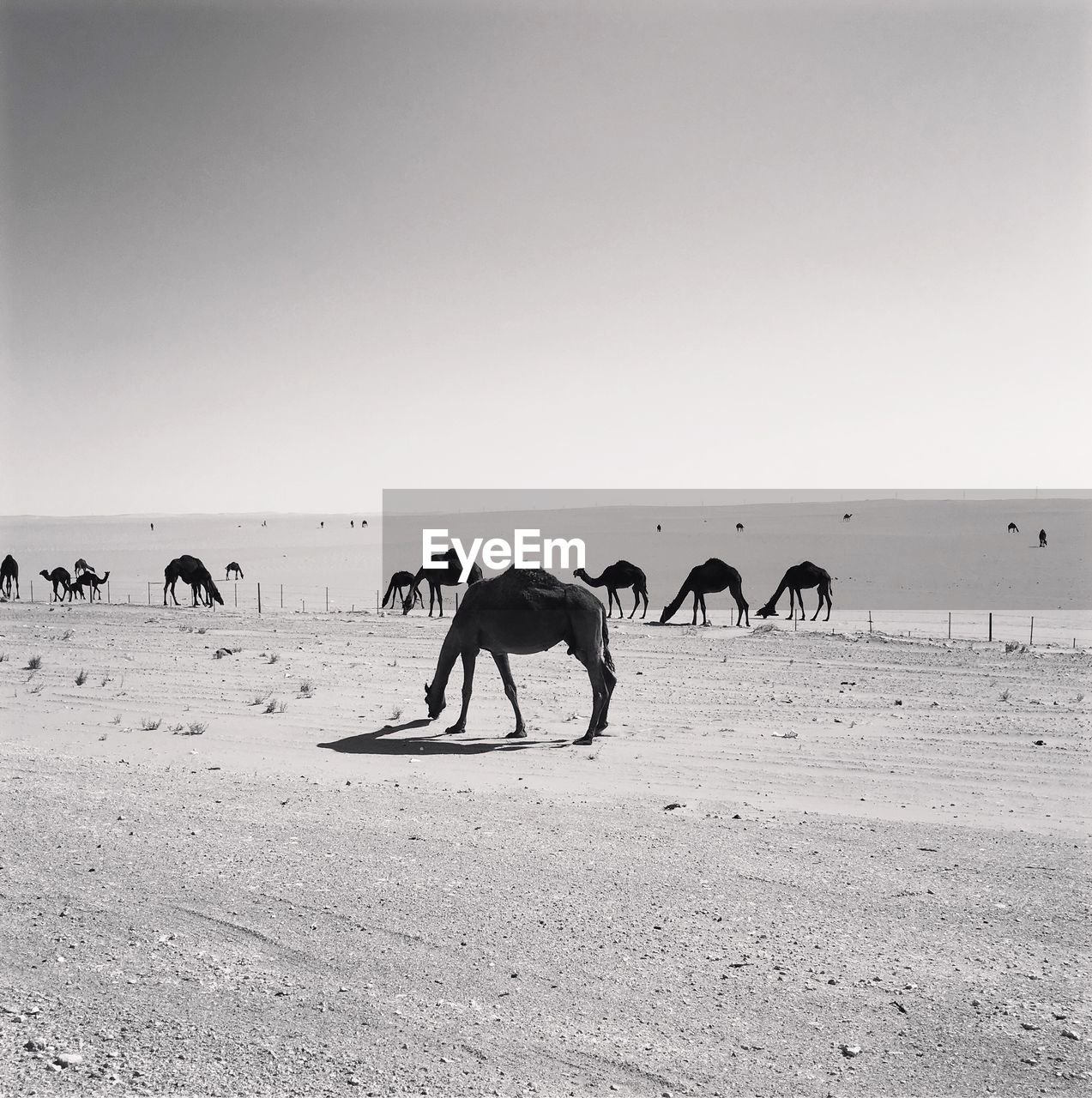 PEOPLE RIDING HORSES ON BEACH