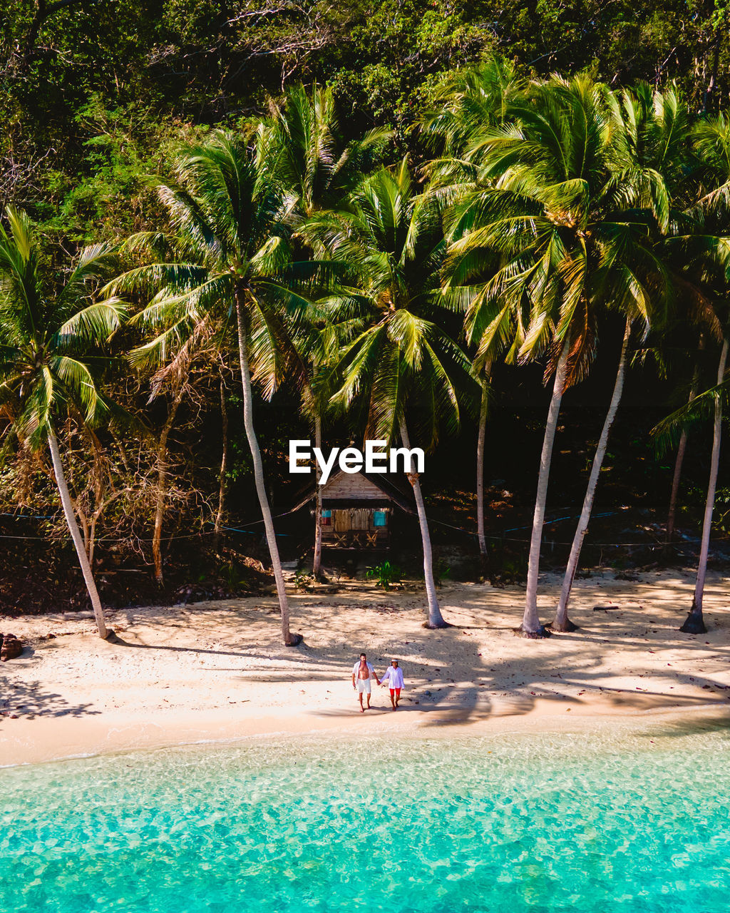 palm tree on beach