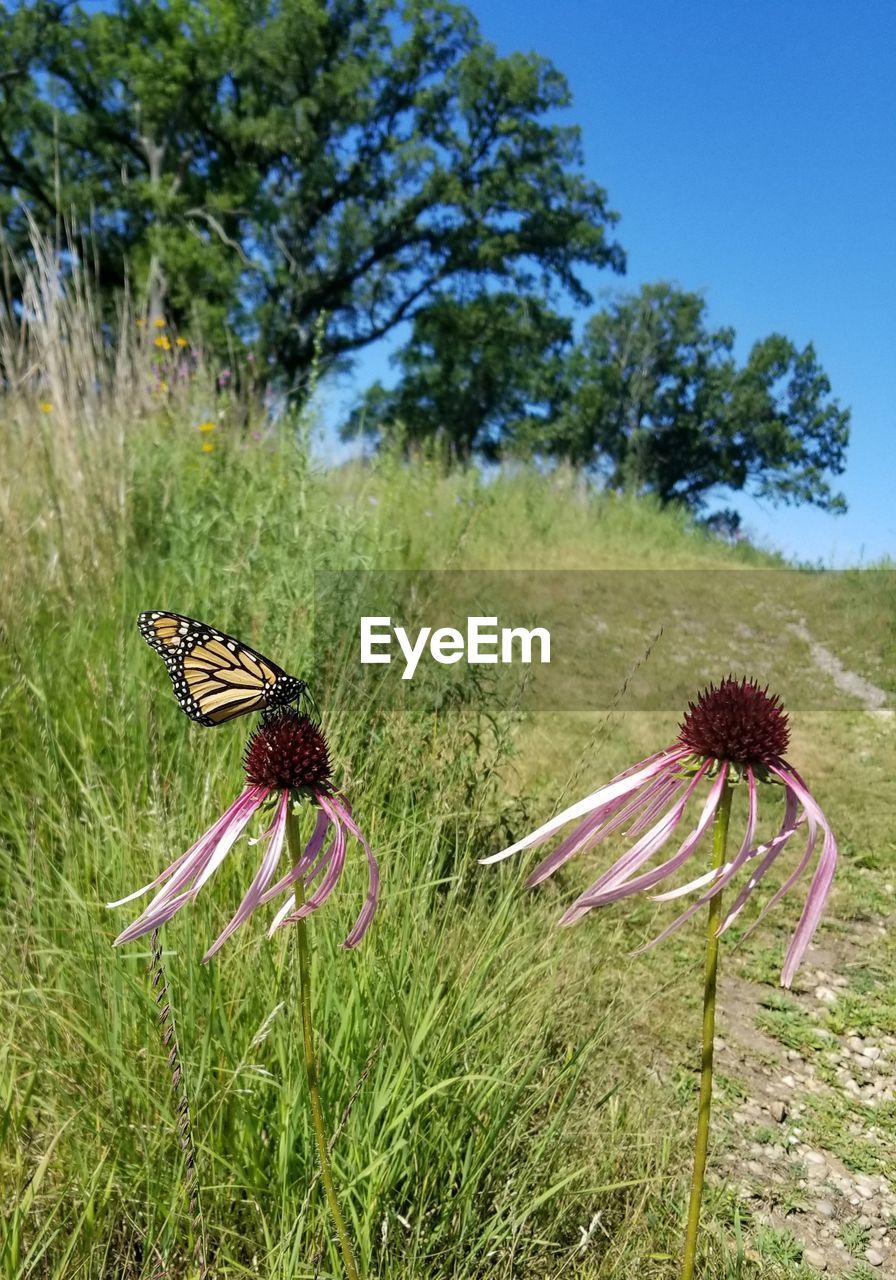 Close-up of butterfly pollinating on flower