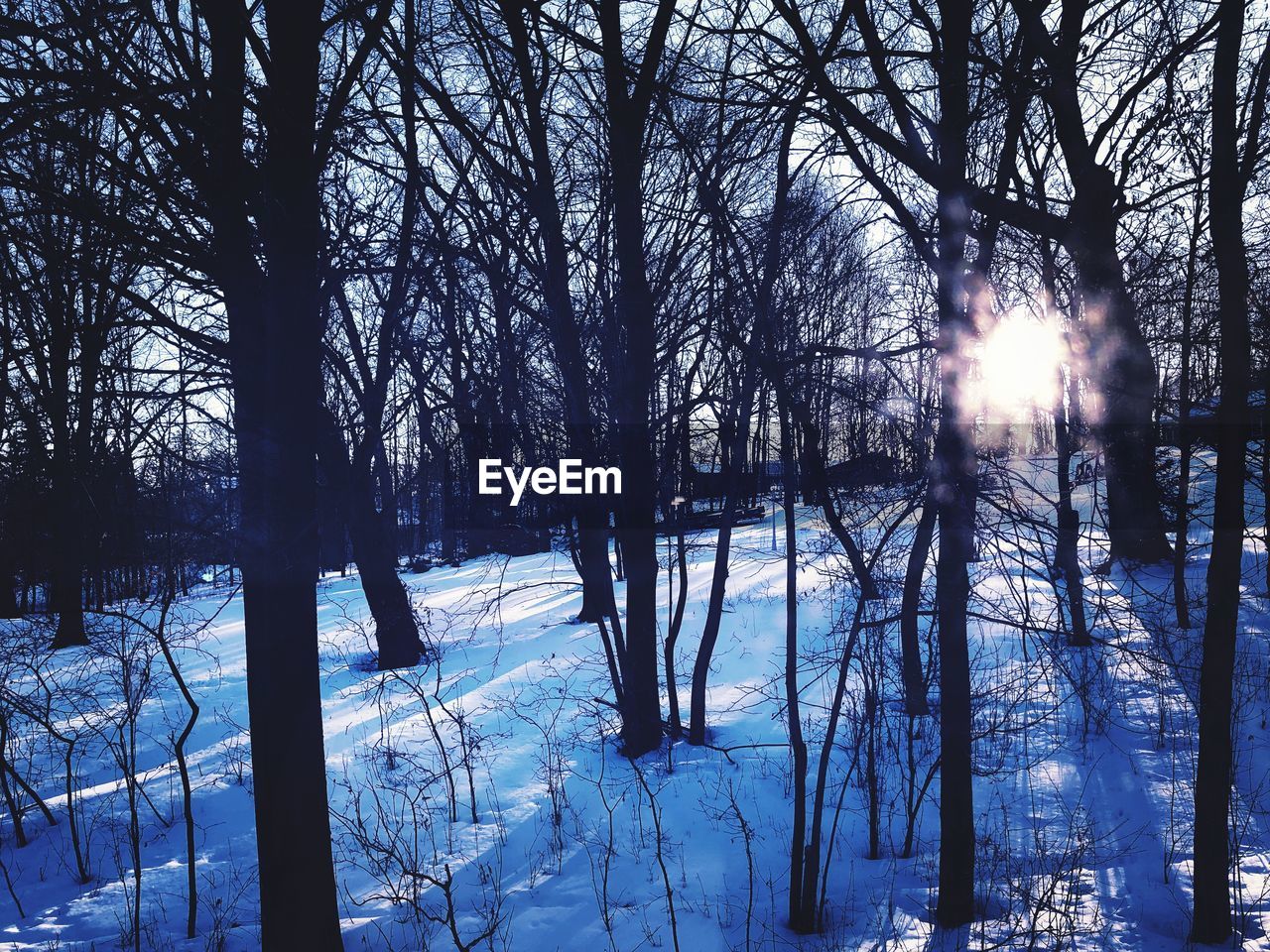 TREES IN SNOW COVERED LANDSCAPE