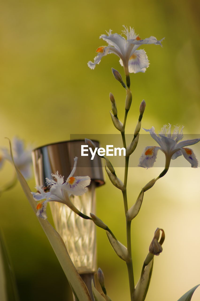 Close-up of white flowering plant