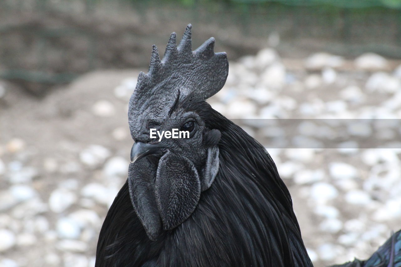 CLOSE-UP PORTRAIT OF A BIRD