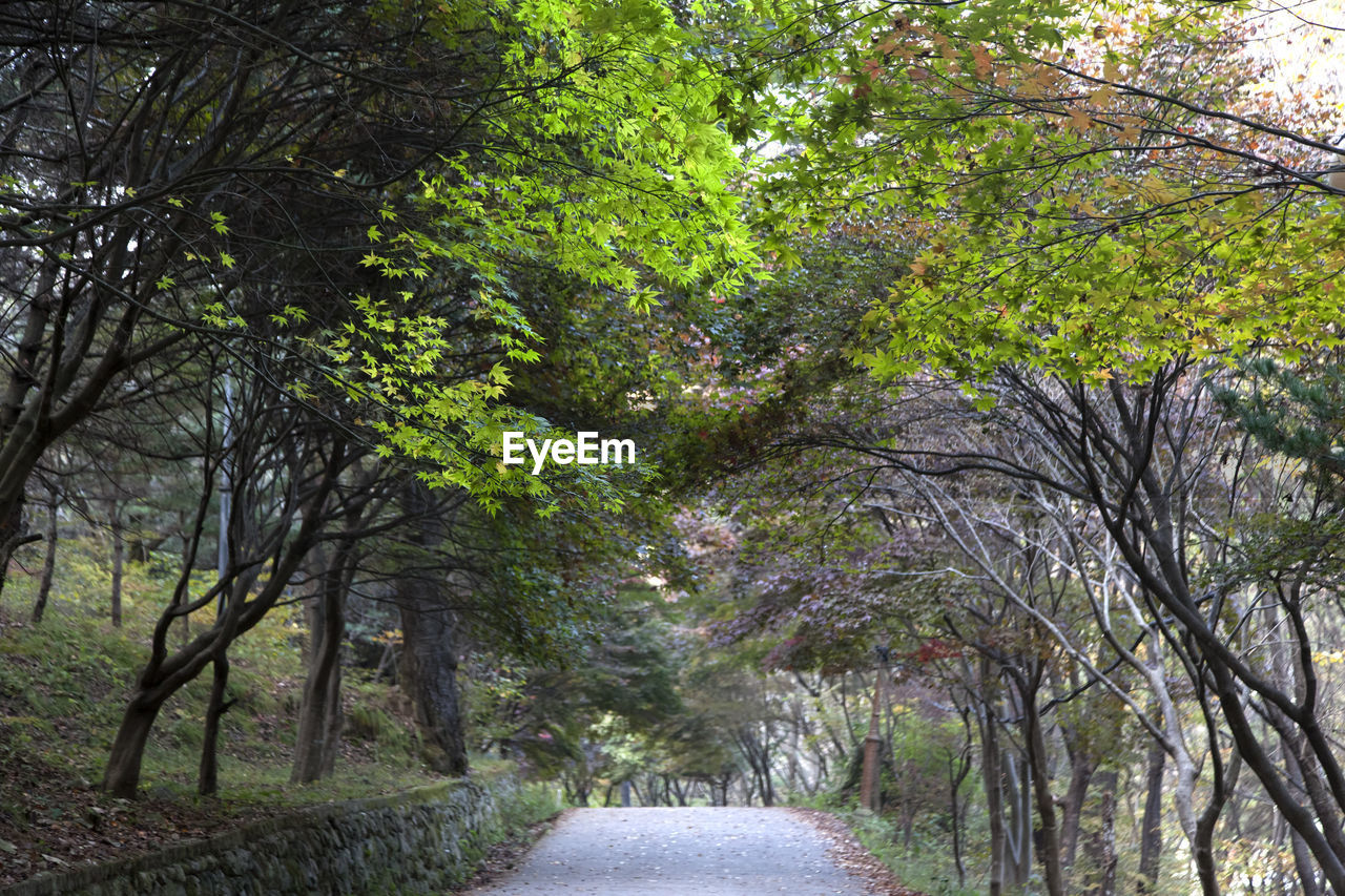 Road amidst trees