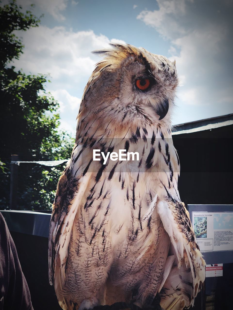 LOW ANGLE VIEW OF OWL AGAINST SKY