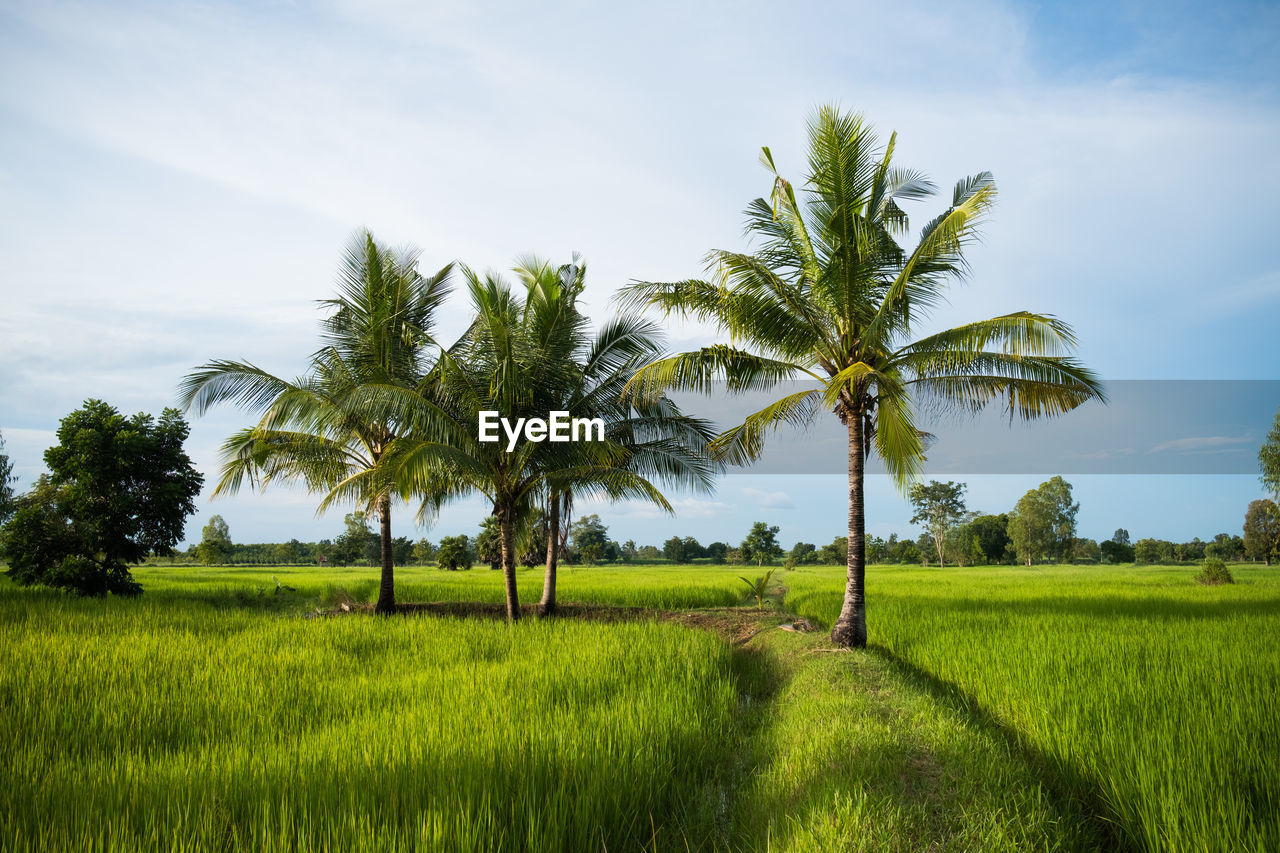 Scenic view of rice field against sky