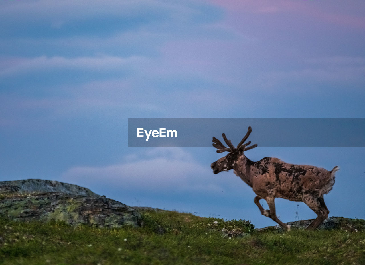 View of deer on field against sky