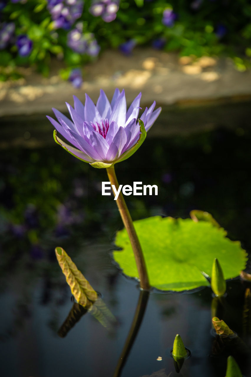 flower, flowering plant, plant, nature, green, freshness, yellow, beauty in nature, macro photography, water lily, water, leaf, blossom, fragility, lake, close-up, purple, flower head, sunlight, growth, petal, inflorescence, no people, plant part, wildflower, lotus water lily, focus on foreground, outdoors, reflection, aquatic plant, floating, floating on water, lily, springtime, botany, tranquility, plant stem, day