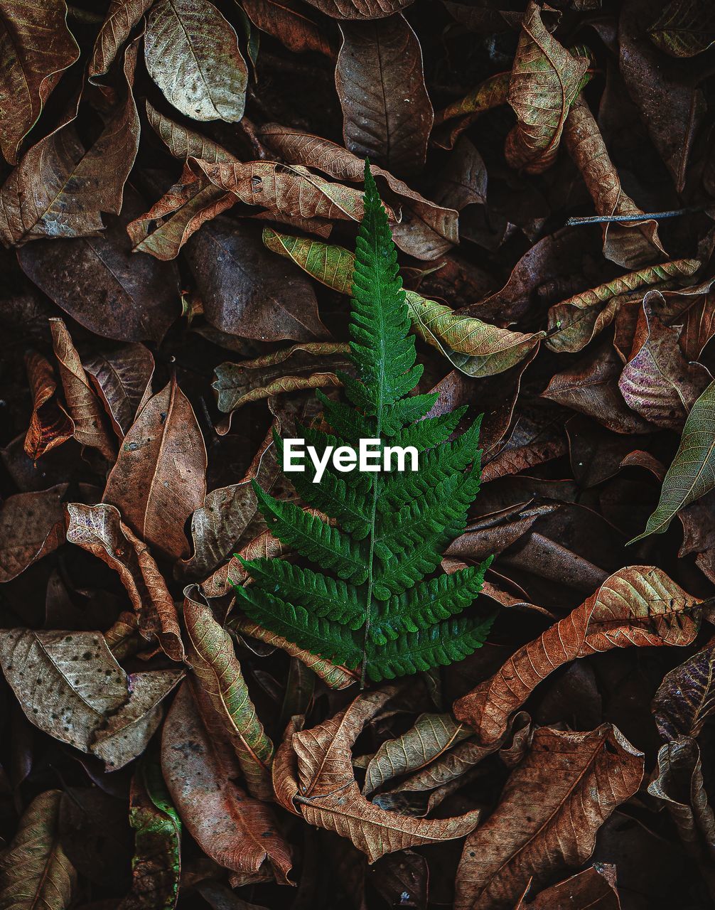 High angle view of dry leaves on field