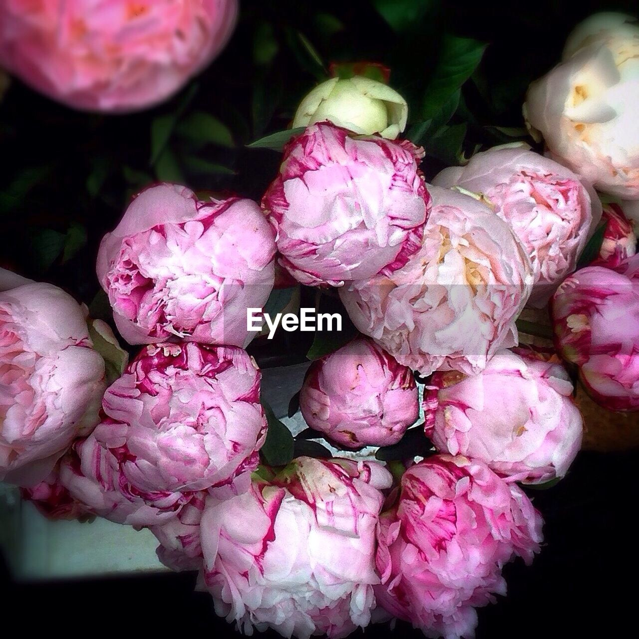 CLOSE-UP OF PINK FLOWERS