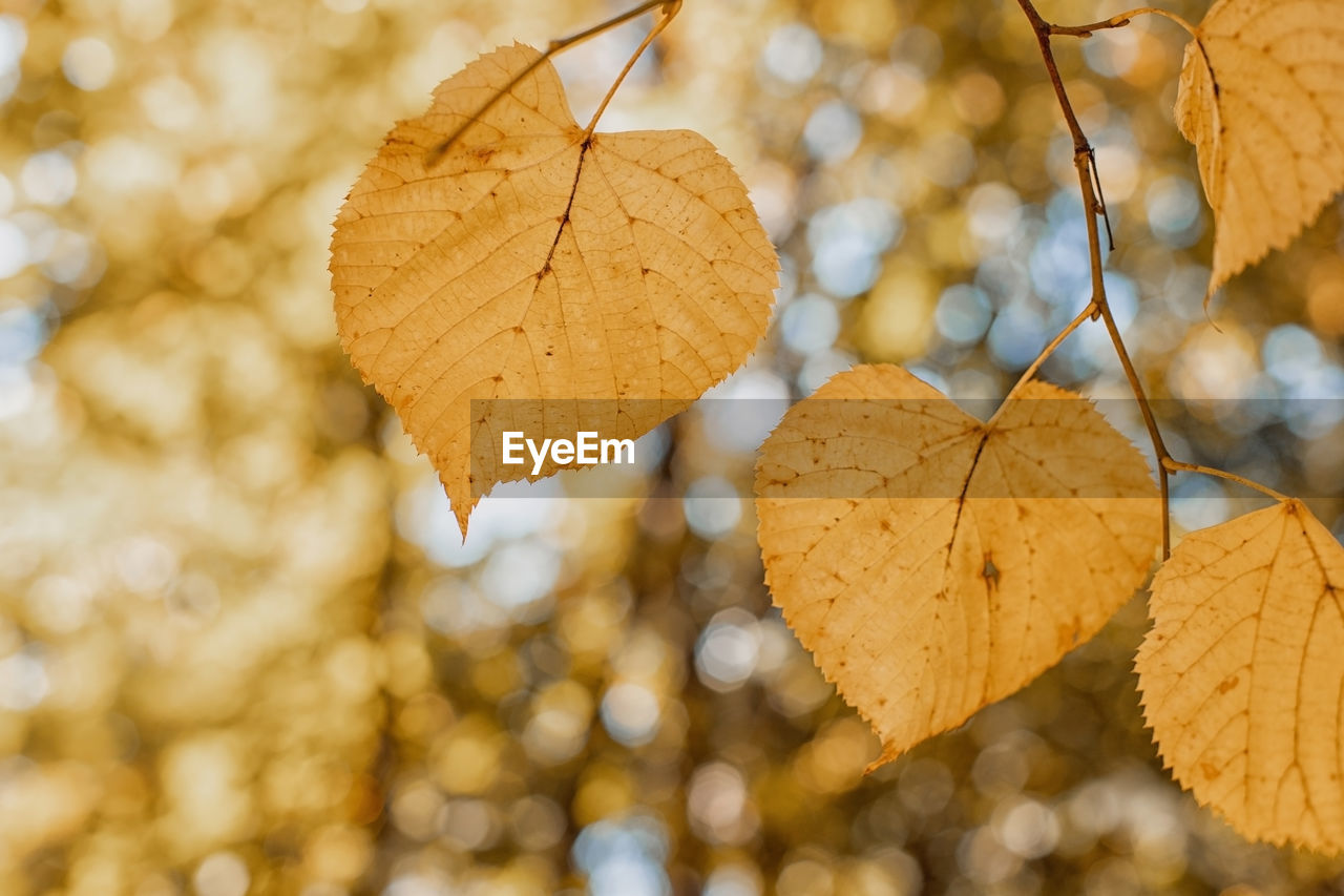 leaf, plant part, autumn, tree, branch, yellow, sunlight, nature, plant, close-up, macro photography, no people, focus on foreground, outdoors, beauty in nature, dry, flower, backgrounds, day, brown, selective focus, tranquility, leaf vein, heart shape, hanging