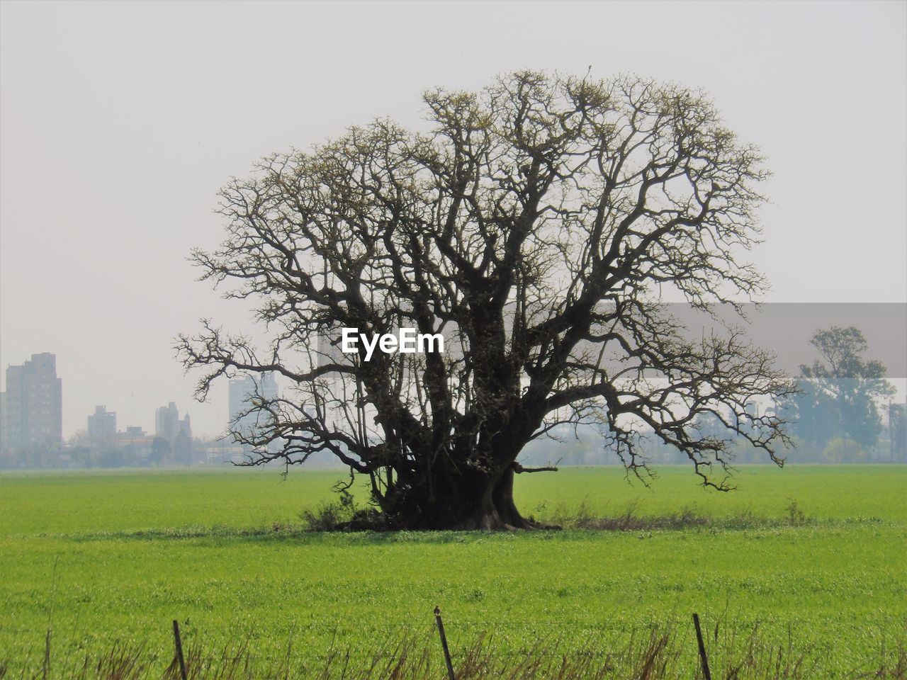 TREE IN FIELD AGAINST SKY