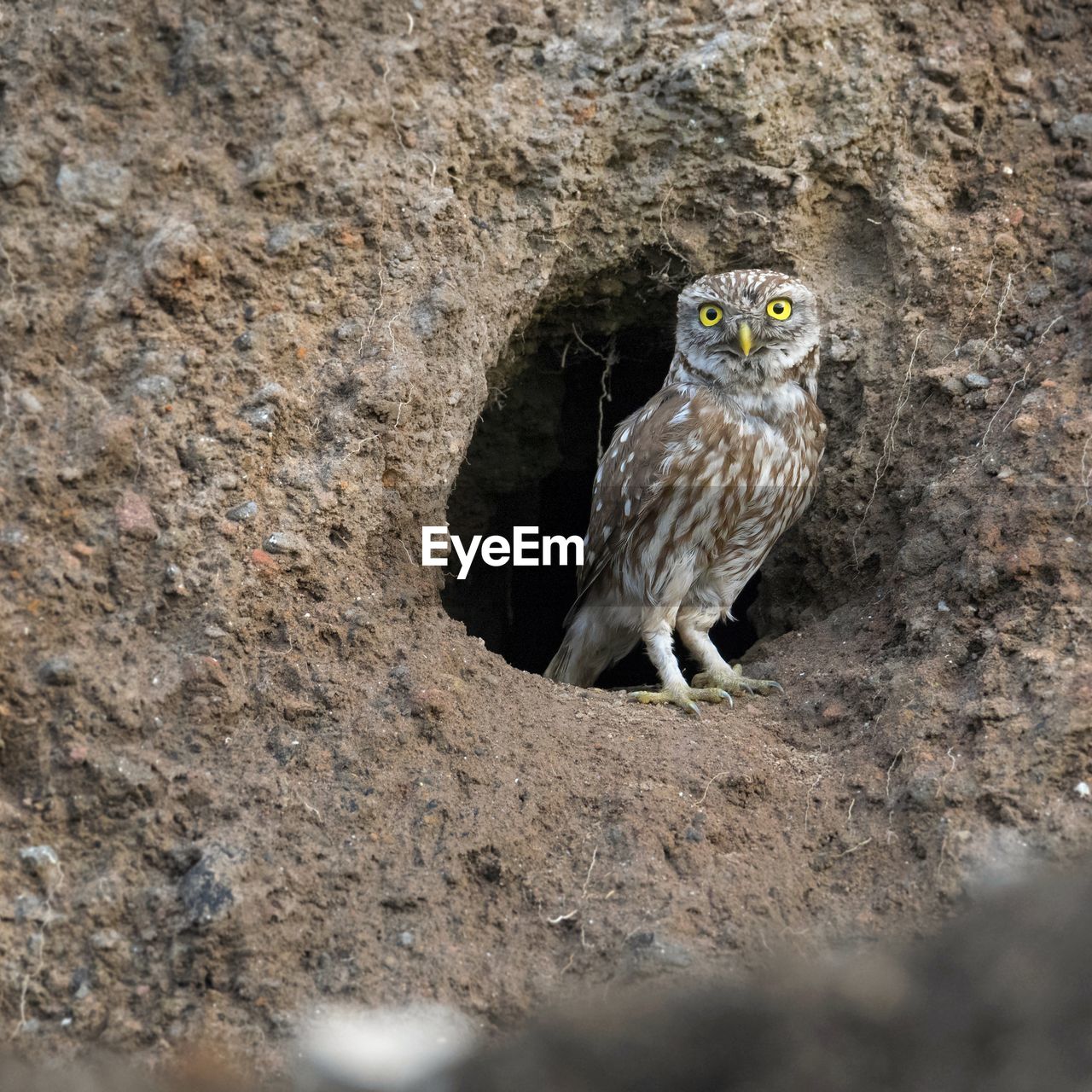 Portrait of owl perching on rock