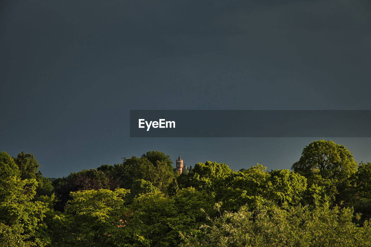 LOW ANGLE VIEW OF TREES AND PLANTS AGAINST CLEAR SKY