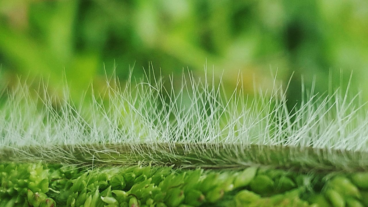 CLOSE-UP OF GRASS IN FIELD