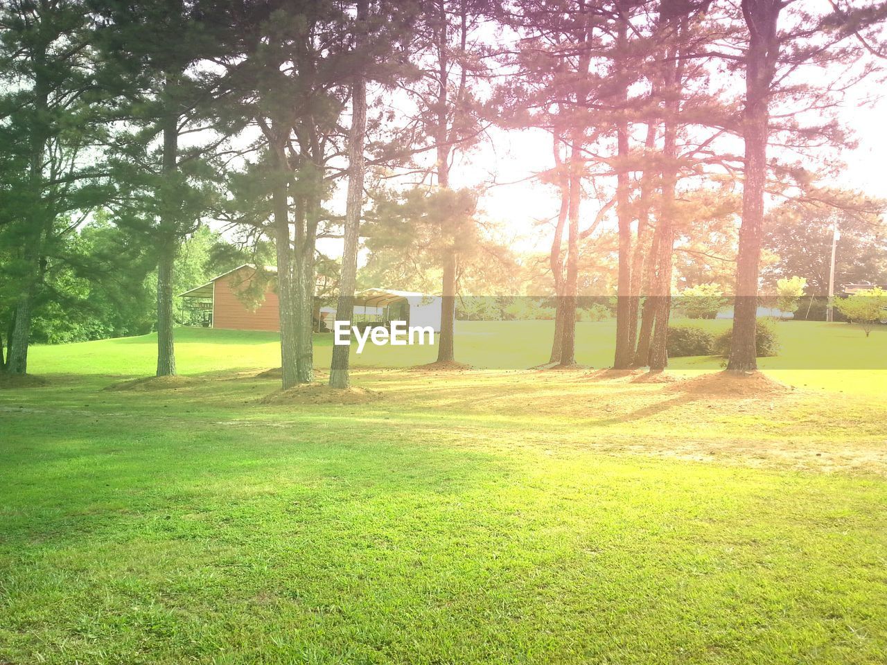 TREES ON GRASSY FIELD