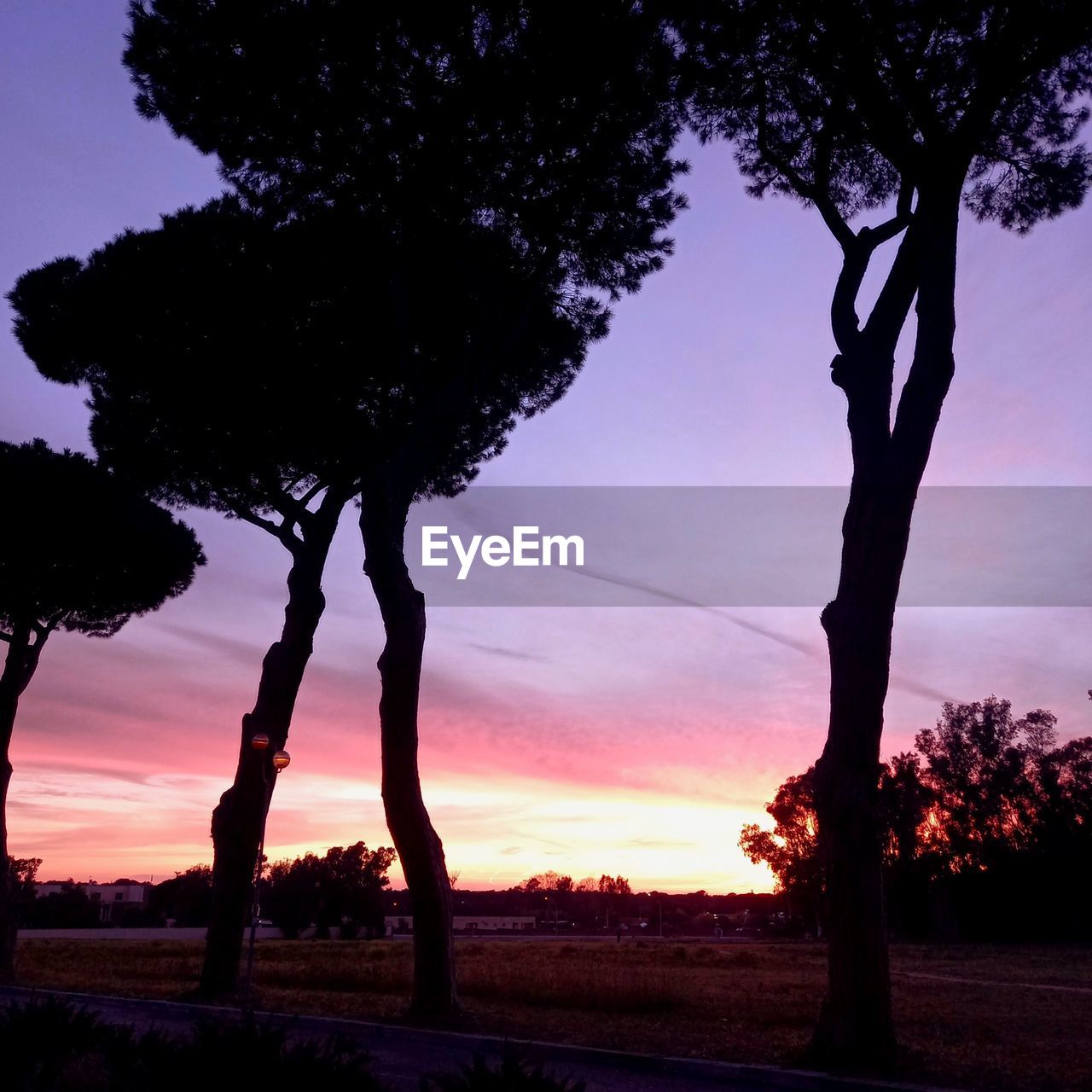 tree, plant, sky, sunset, silhouette, nature, beauty in nature, dusk, cloud, landscape, evening, scenics - nature, tranquility, environment, tranquil scene, no people, land, tree trunk, dramatic sky, outdoors, trunk, horizon, sunlight, idyllic, field, growth, non-urban scene