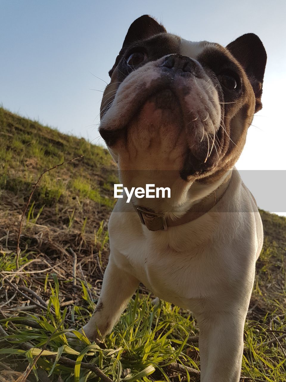 CLOSE-UP OF DOG STANDING ON FIELD AGAINST CLEAR SKY