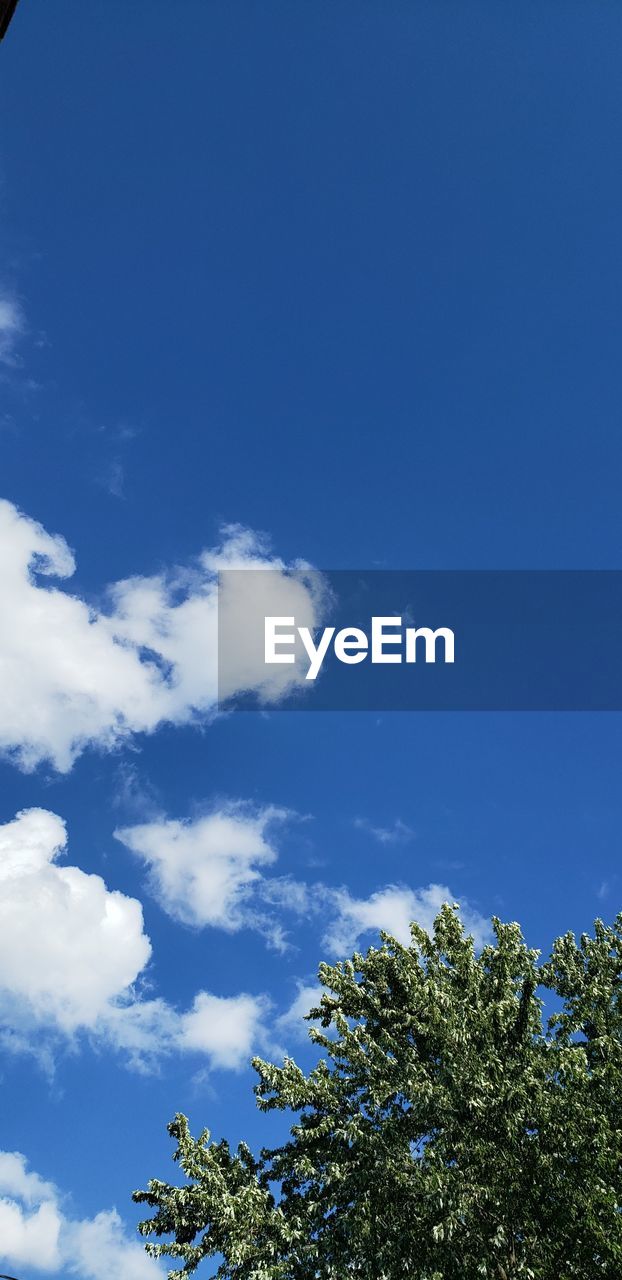 LOW ANGLE VIEW OF TREES AGAINST SKY