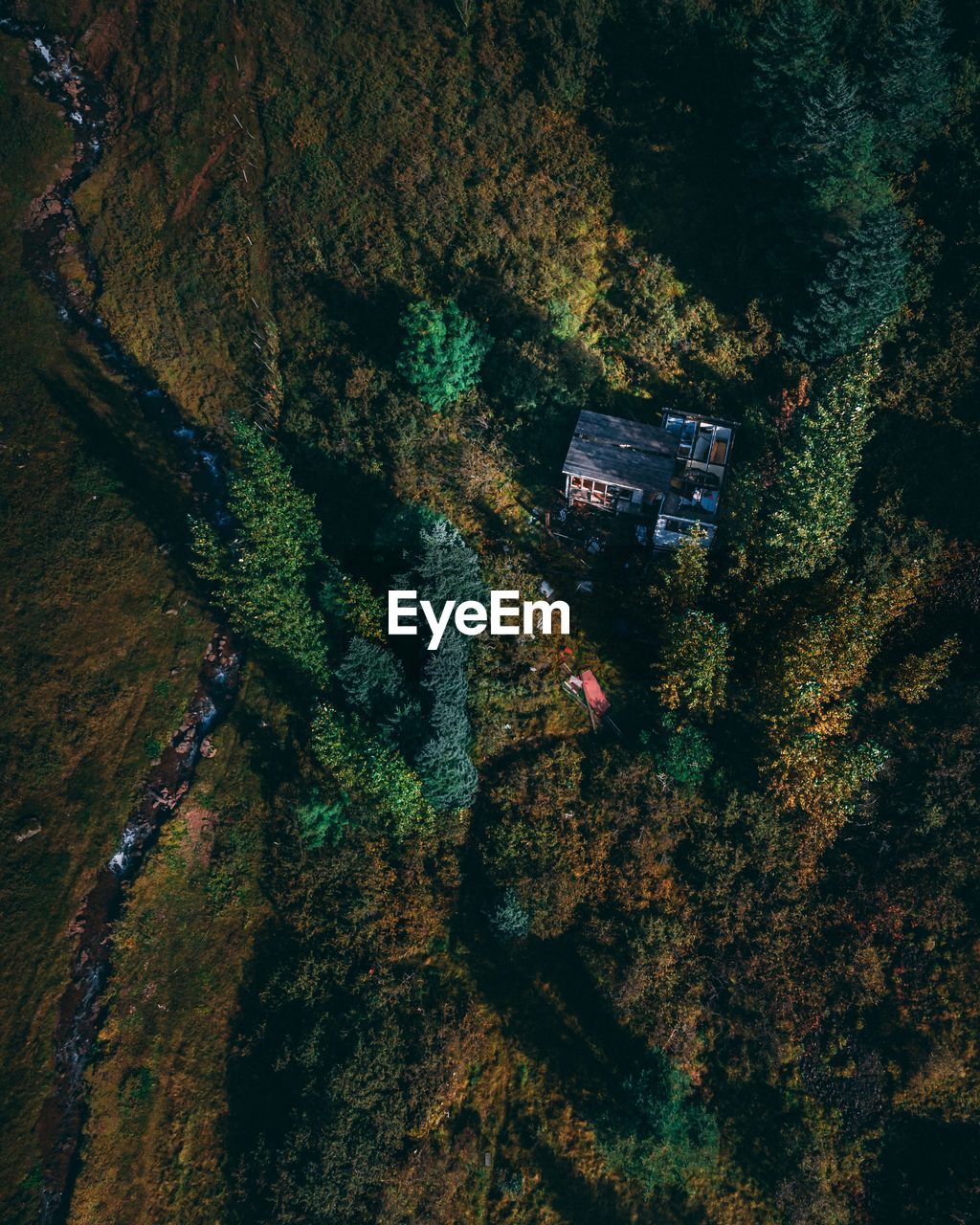 High angle view of trees growing in forest