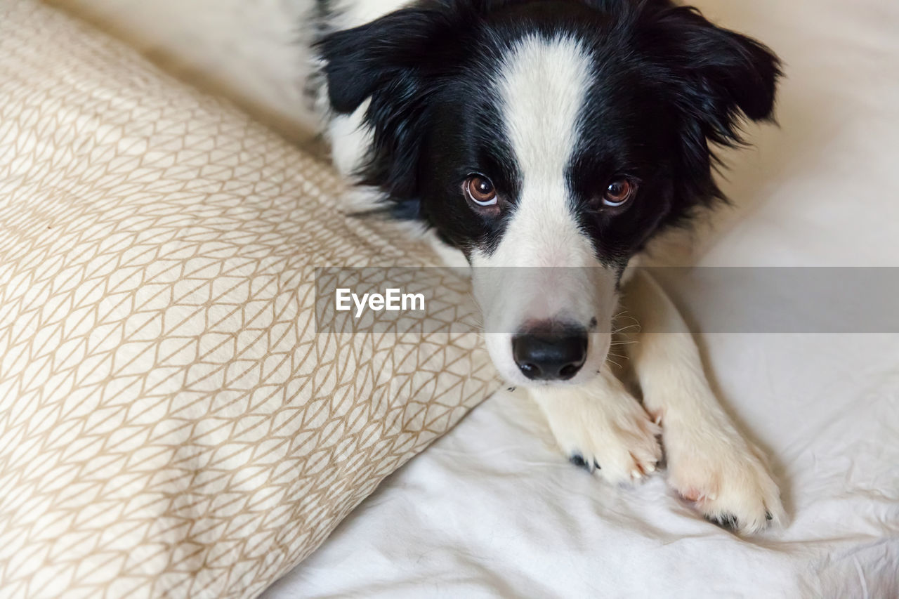 Puppy dog border collie lay on pillow blanket in bed. do not disturb me let me sleep