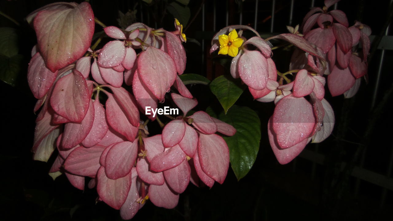 CLOSE-UP OF FLOWERS BLOOMING