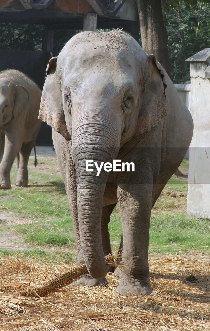 ELEPHANT IN A FIELD