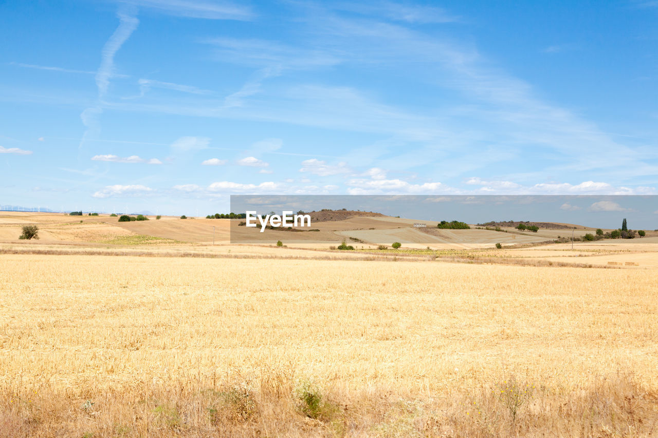 landscape, environment, land, sky, plain, grassland, plant, field, scenics - nature, agriculture, nature, rural scene, food, steppe, cloud, beauty in nature, prairie, horizon, tranquility, tranquil scene, cereal plant, blue, soil, no people, day, crop, wheat, growth, grass, barley, non-urban scene, outdoors, sunlight, farm, natural environment, summer, horizon over land, idyllic, rural area, tree, gold