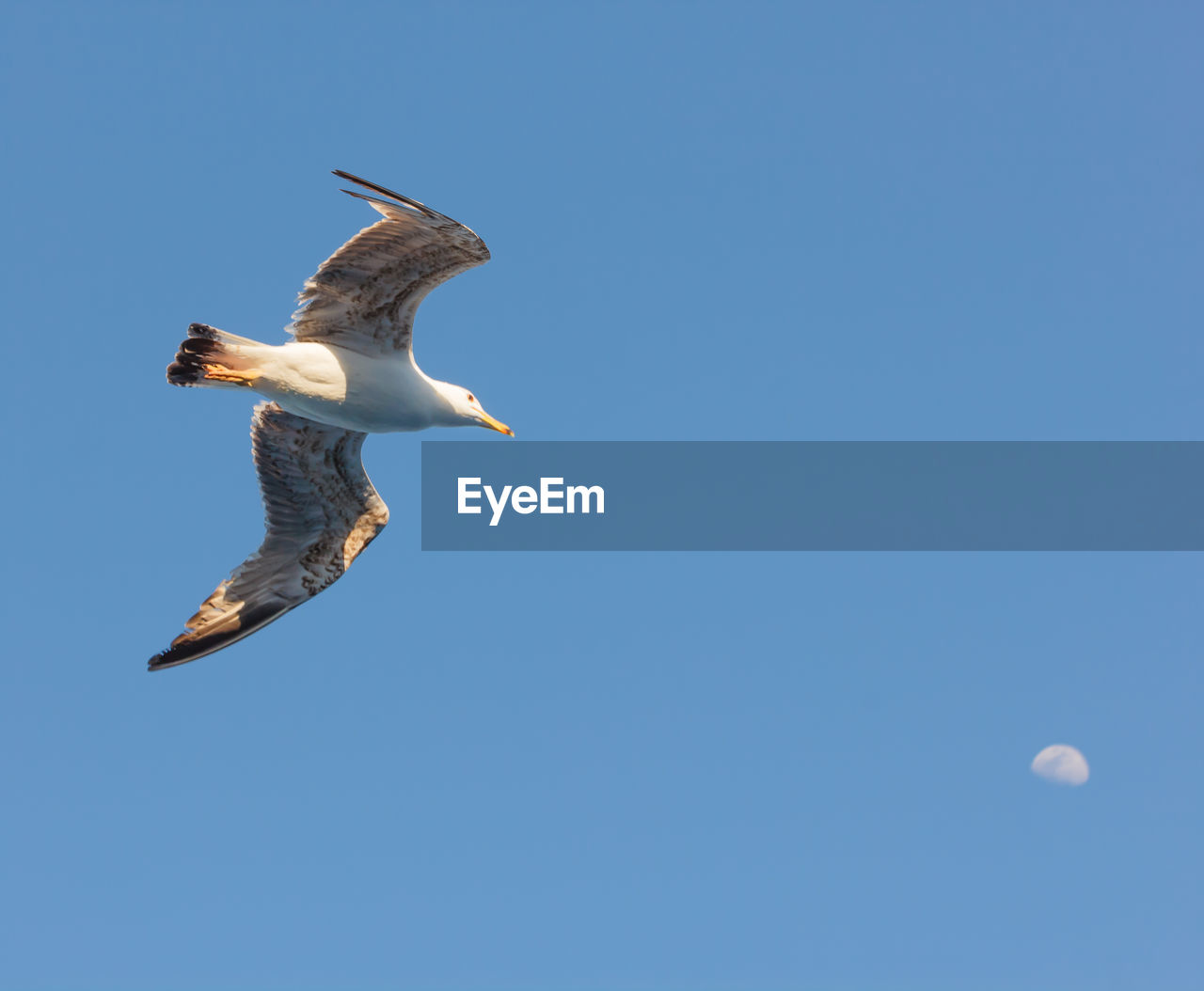 LOW ANGLE VIEW OF SEAGULL FLYING