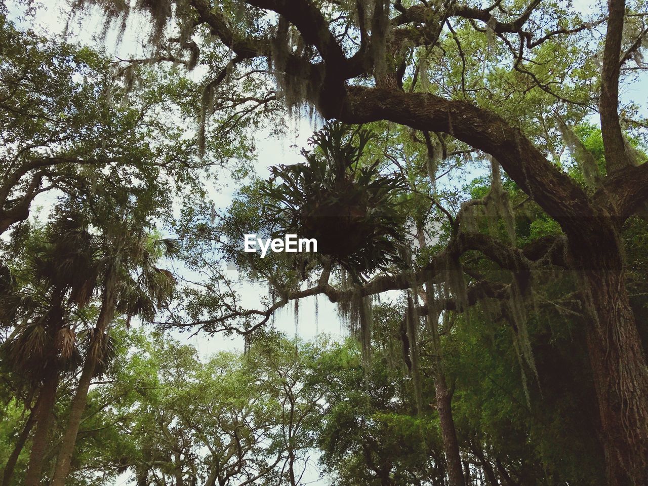 LOW ANGLE VIEW OF TREE IN FOREST