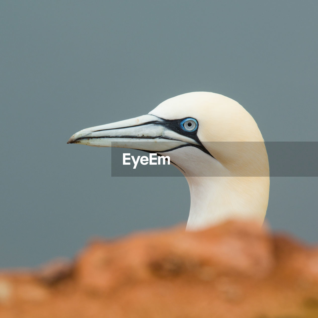 Close-up of white bird