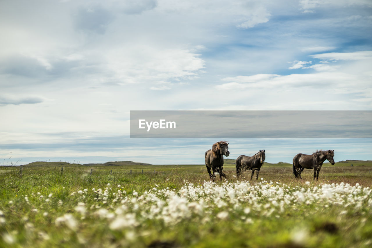 DOGS ON GRASSY FIELD AGAINST SKY