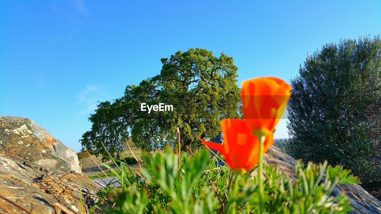 Close-up of flowers against trees