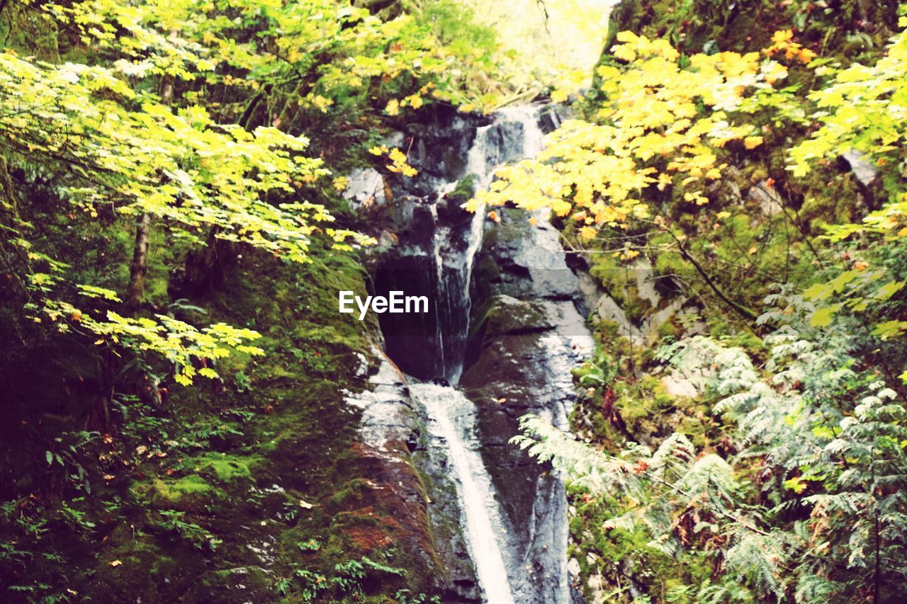 WATERFALL IN FOREST