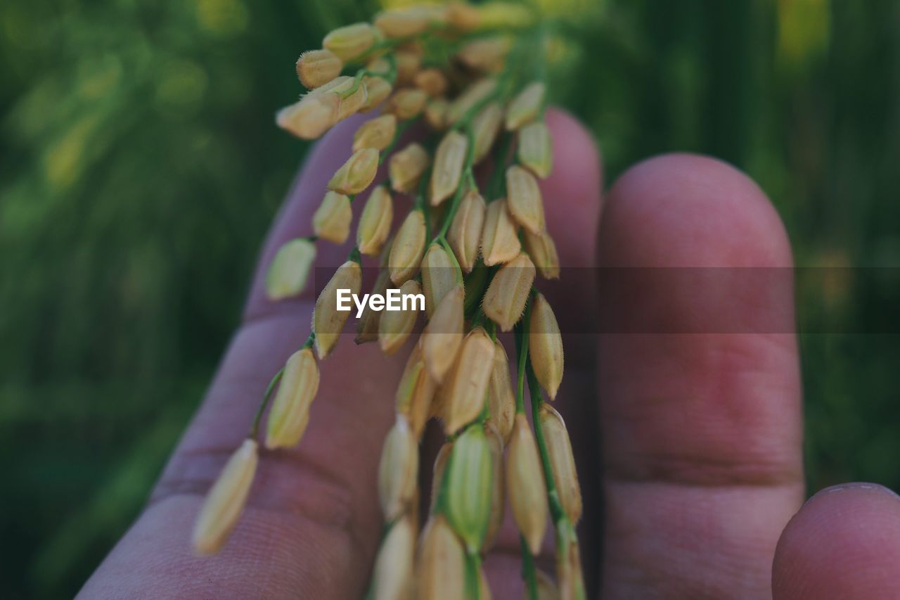 CLOSE-UP OF HAND HOLDING FRESH GREEN LEAF