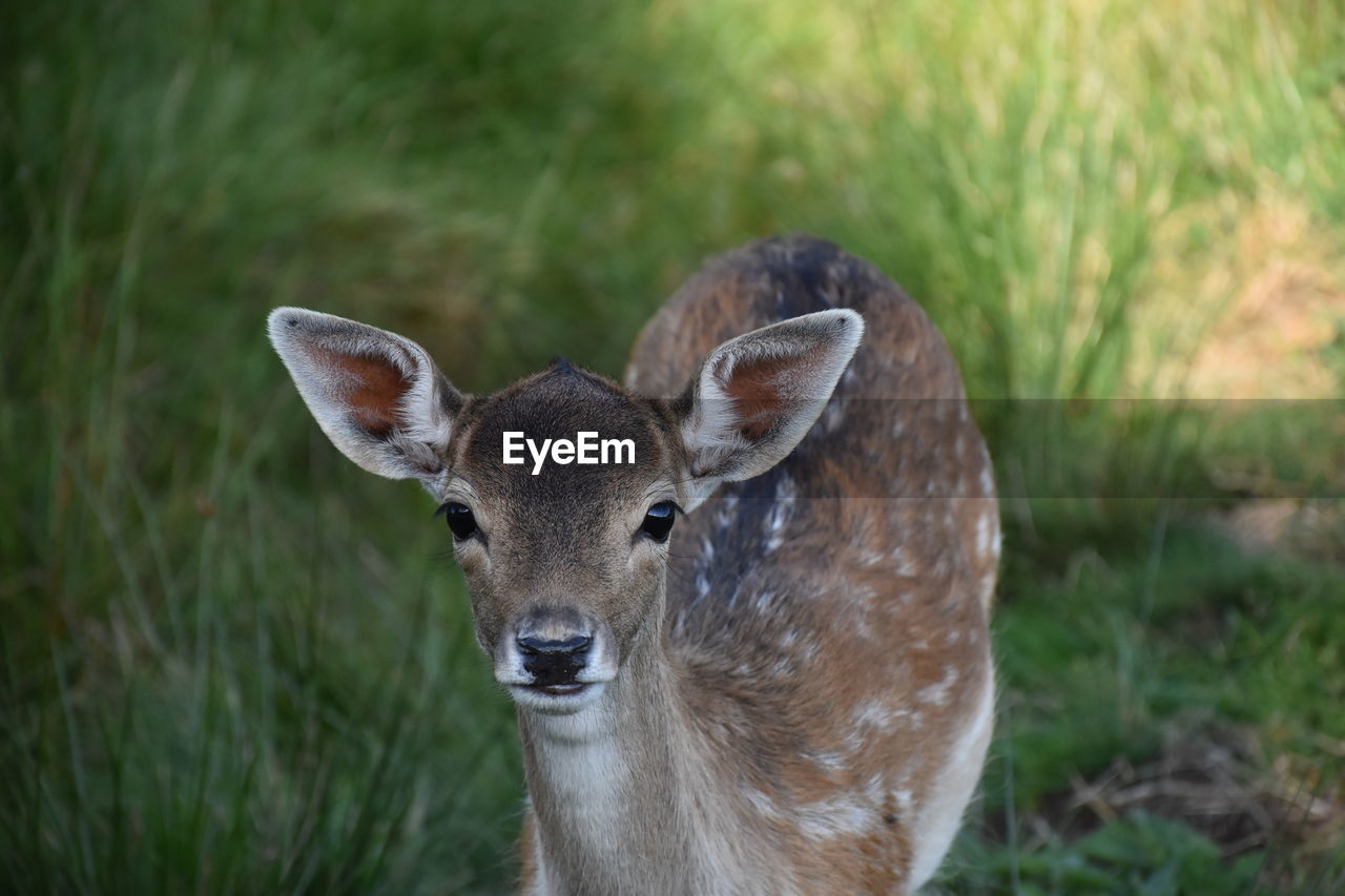 Portrait of deer