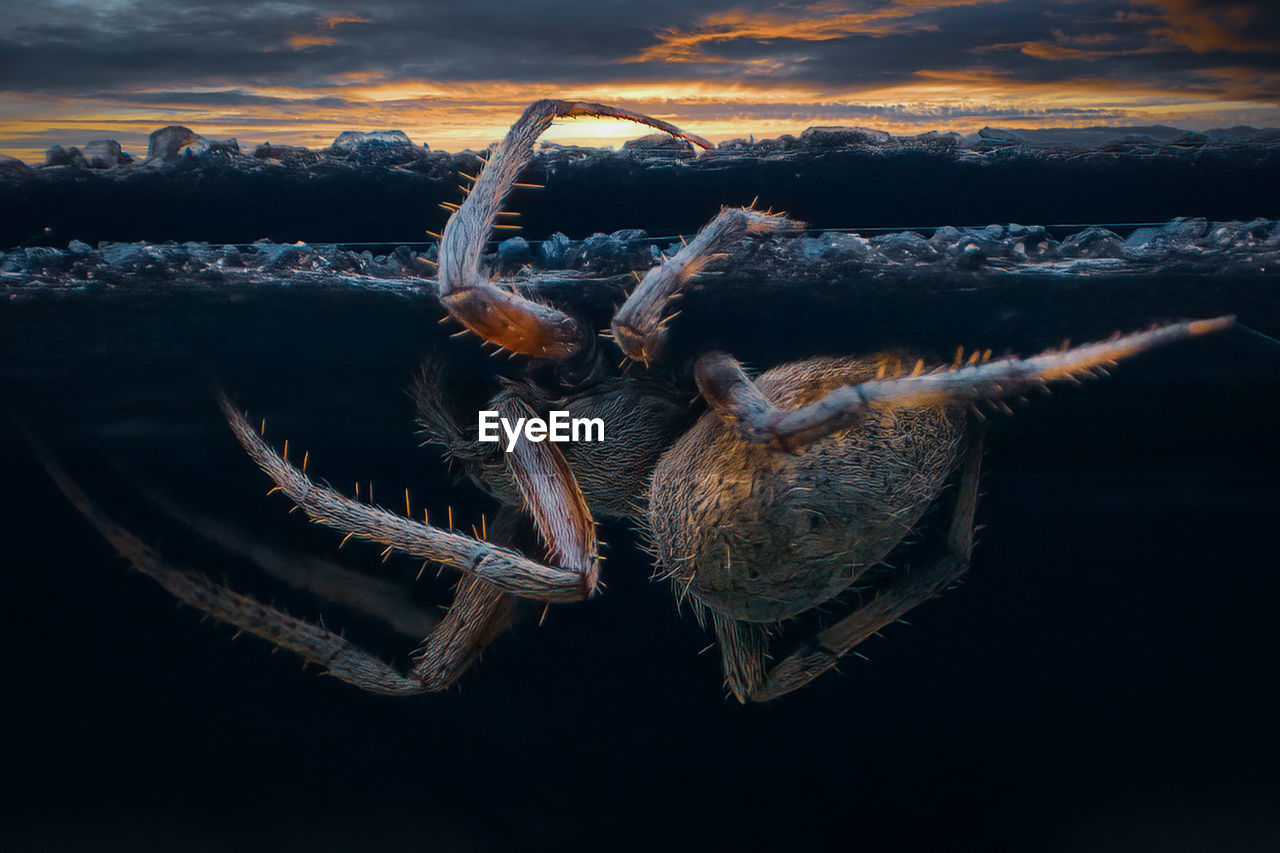 Orb weaver spider at sunset