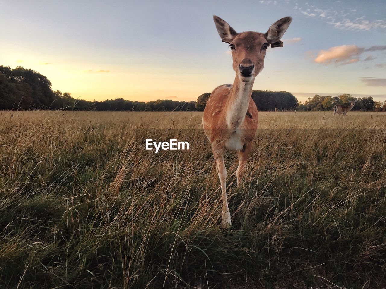 PORTRAIT OF HORSE ON FIELD