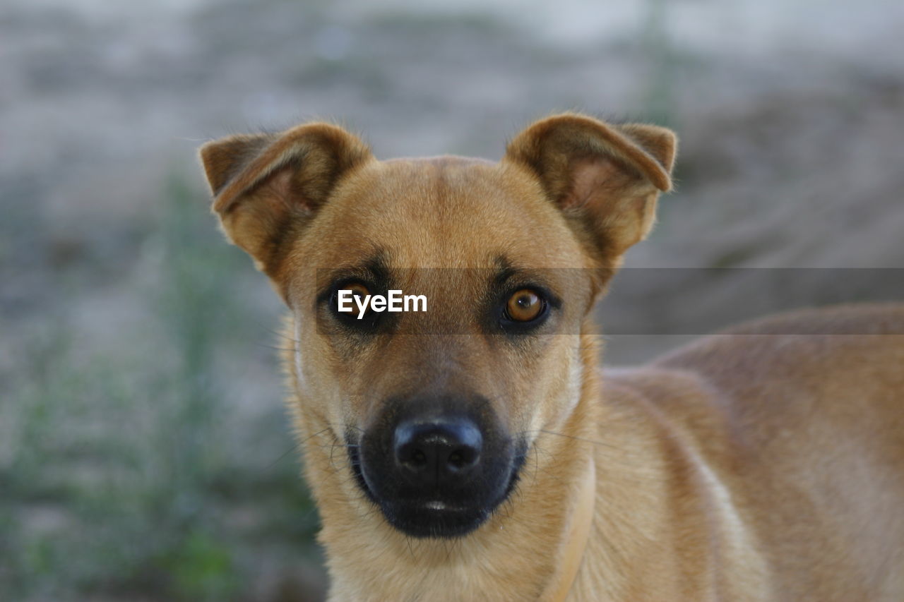 CLOSE-UP PORTRAIT OF DOG WITH MOUTH OPEN