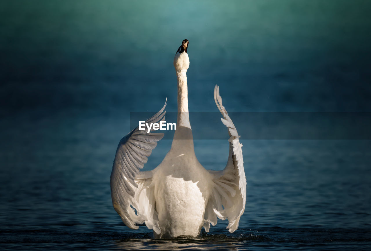 CLOSE-UP OF SWAN IN LAKE