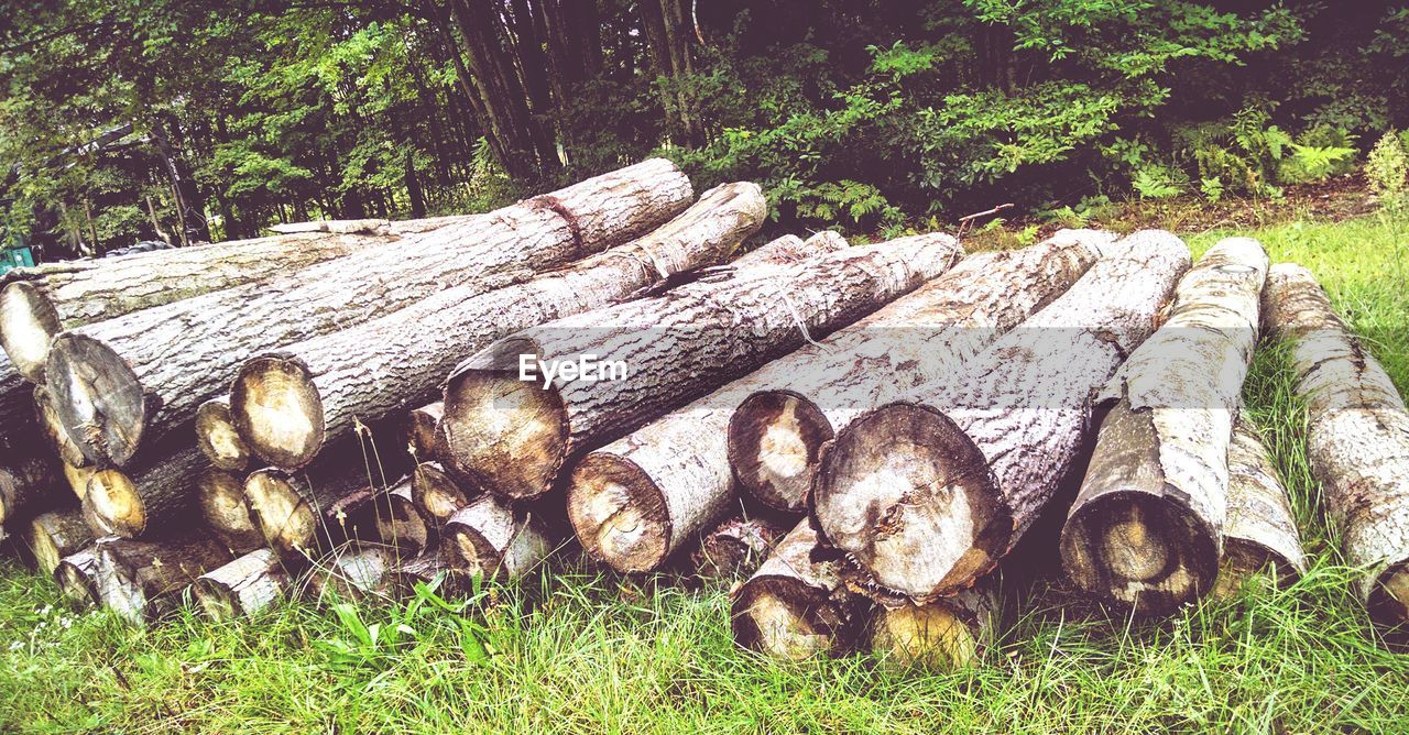 Wooden logs on field in forest