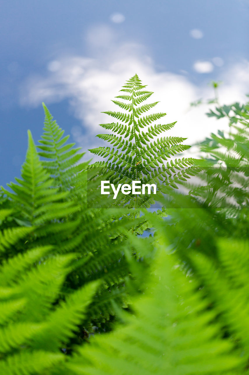 Ferns with green branches on the blue azure water background, 