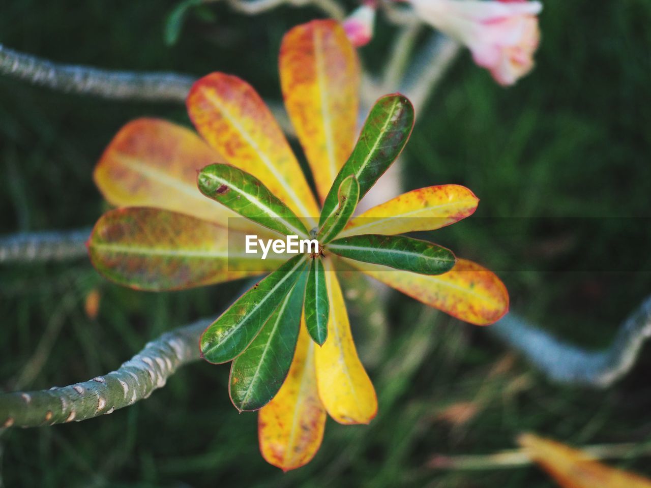 Close-up of flower against blurred background