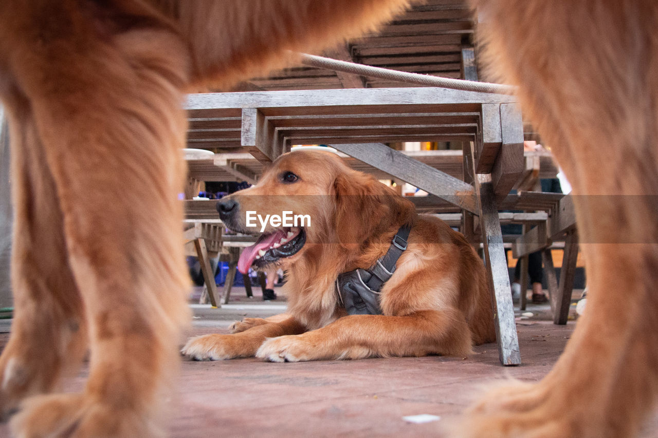 A golden retriever under a table, framed by another golden retriever 