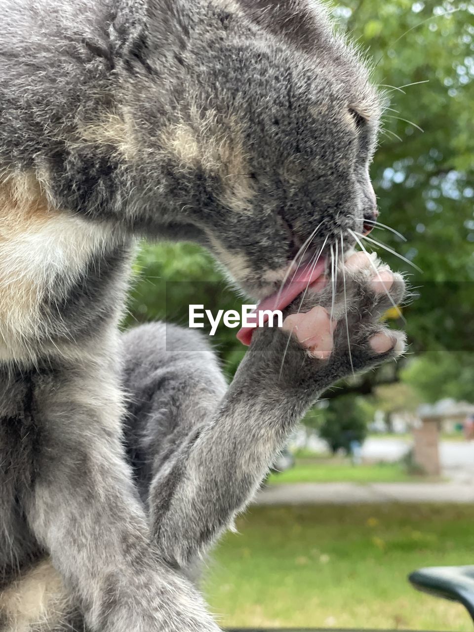 animal, animal themes, mammal, one animal, pet, mouth open, domestic animals, animal body part, no people, yawning, wolfdog, facial expression, focus on foreground, close-up, animal wildlife, day, animal mouth, dog, wildlife, animal behavior, feline, cat, nature, outdoors, domestic cat