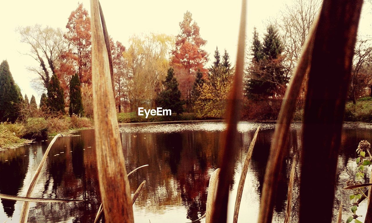 REFLECTION OF TREES ON WATER