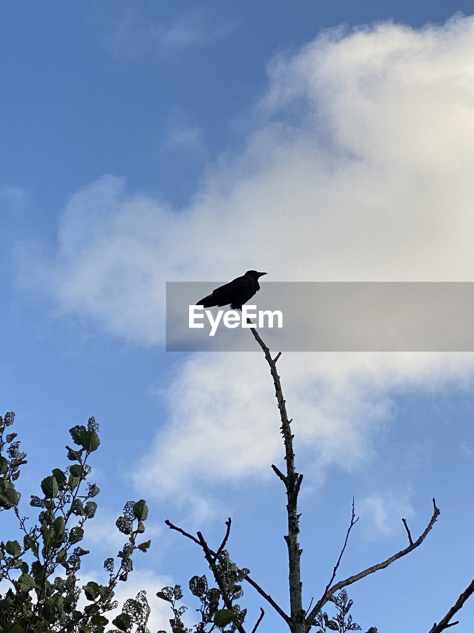 sky, cloud, nature, blue, tree, low angle view, bird, branch, no people, animal, day, outdoors, plant, animal themes, sunlight, animal wildlife, silhouette, flying, wildlife, flower