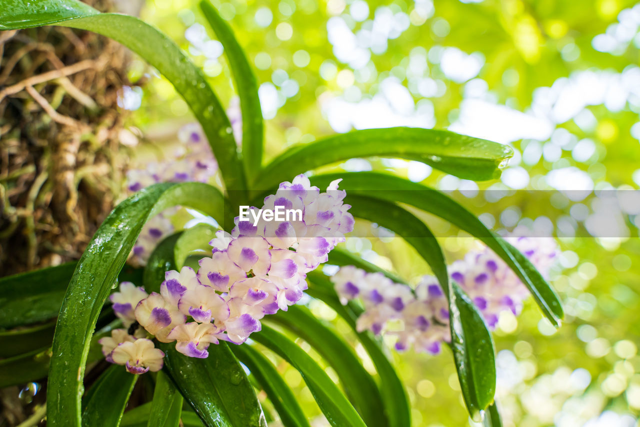 CLOSE-UP OF PURPLE FLOWERS ON PLANT