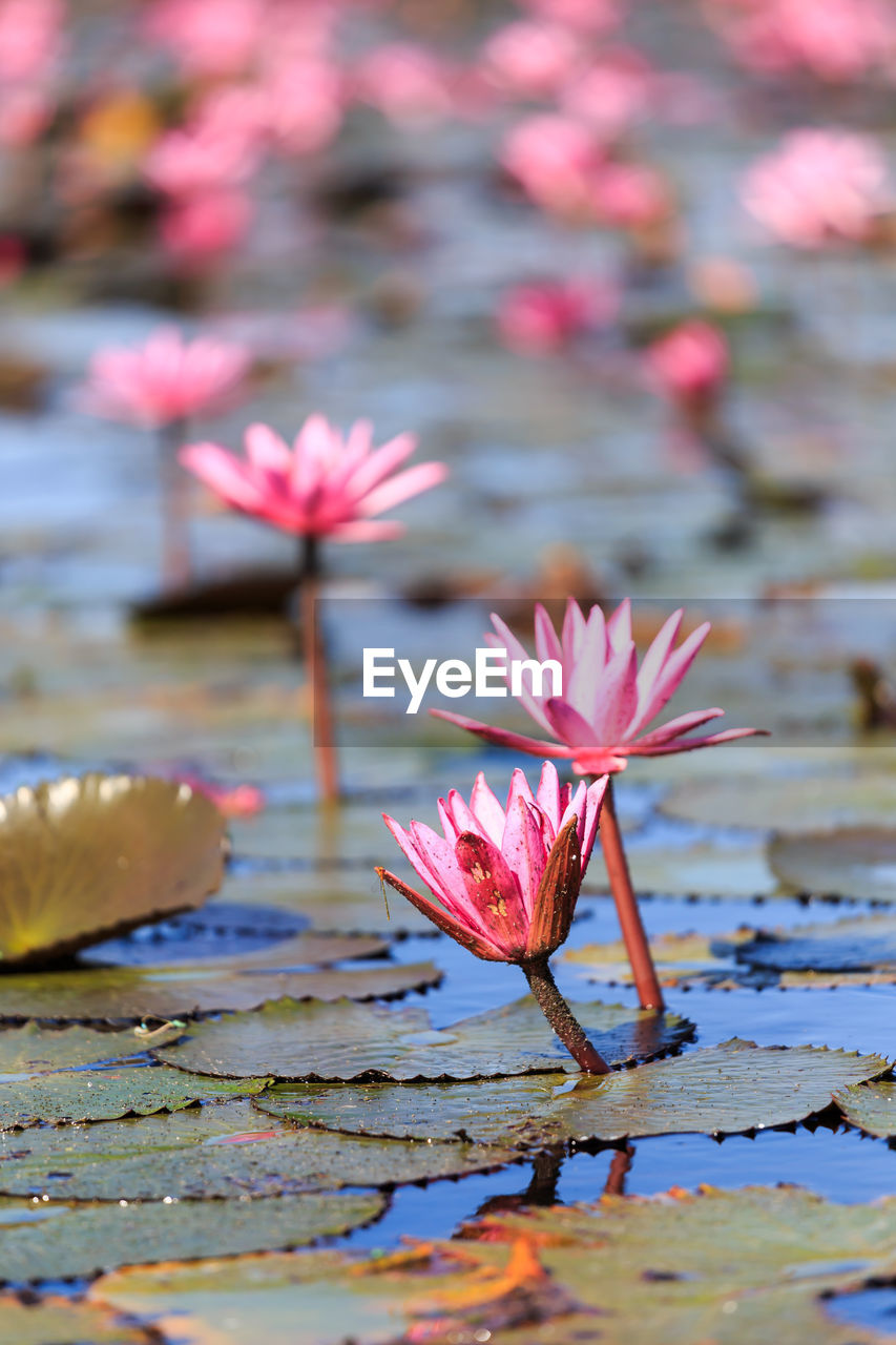 Pink lotus water lilies blooming in lake